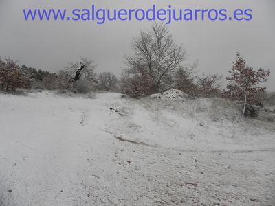 Desde las esquina del pinar hacia el pinar y la Dehesa. Todo nevado
