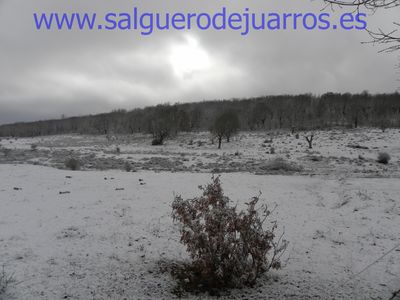 El pastizal de arriba.
