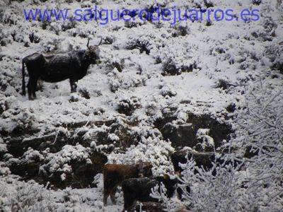 Uros en las laderas de Valcabadillo.
