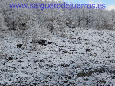 Uros en las laderas de Valcabadillo.
