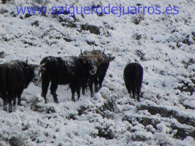 Uros en las laderas de Valcabadillo.
