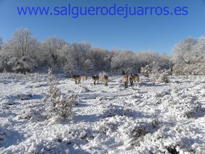 Przewalski. Valcabadillo. Salgüero de Juarros.
