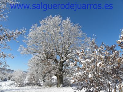 Uno de nuestros grandes robles.
