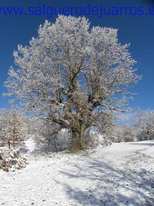 Uno de nuestros grandes robles.