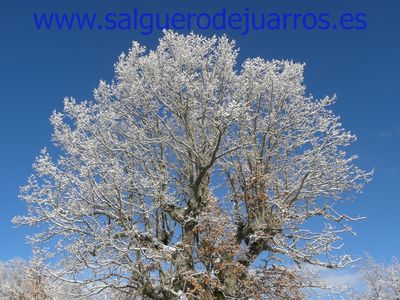 Enero 2015. Roble entre los dos pastizales.
