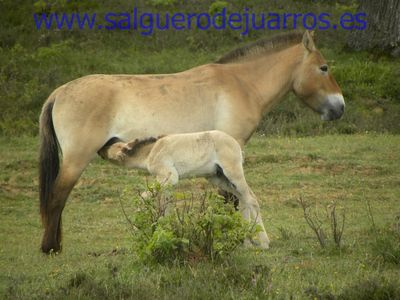 El desayuno del potrillo przewalski.
