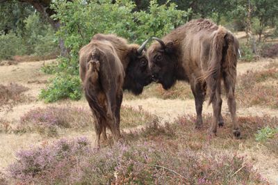 Dos bisontes hembra
