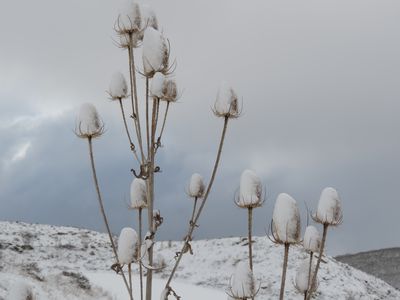 Cardos nevados

