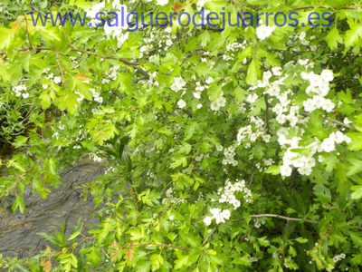 Salvapantallas. La pujanza de la primavera en Salgüero
