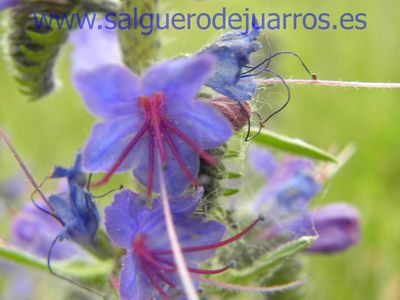 Salvapantallas. La pujanza de la primavera en Salgüero

