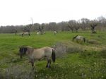 Tarpanes en Cuesta Lechal
