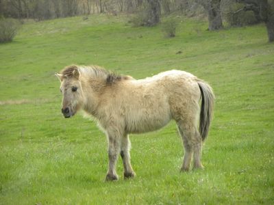 Potrillo de tarpán en Cuesta Lechal
