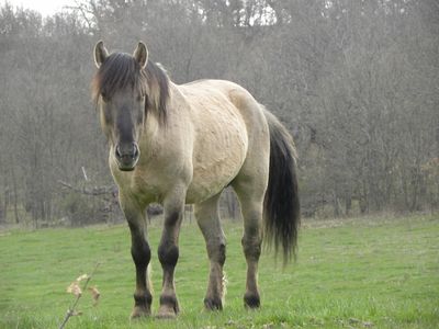 Primer plano tarpán
