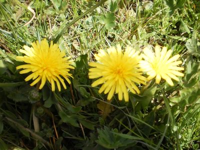 Pese a lo cual, van naciendo las flores. El Diente de León.

