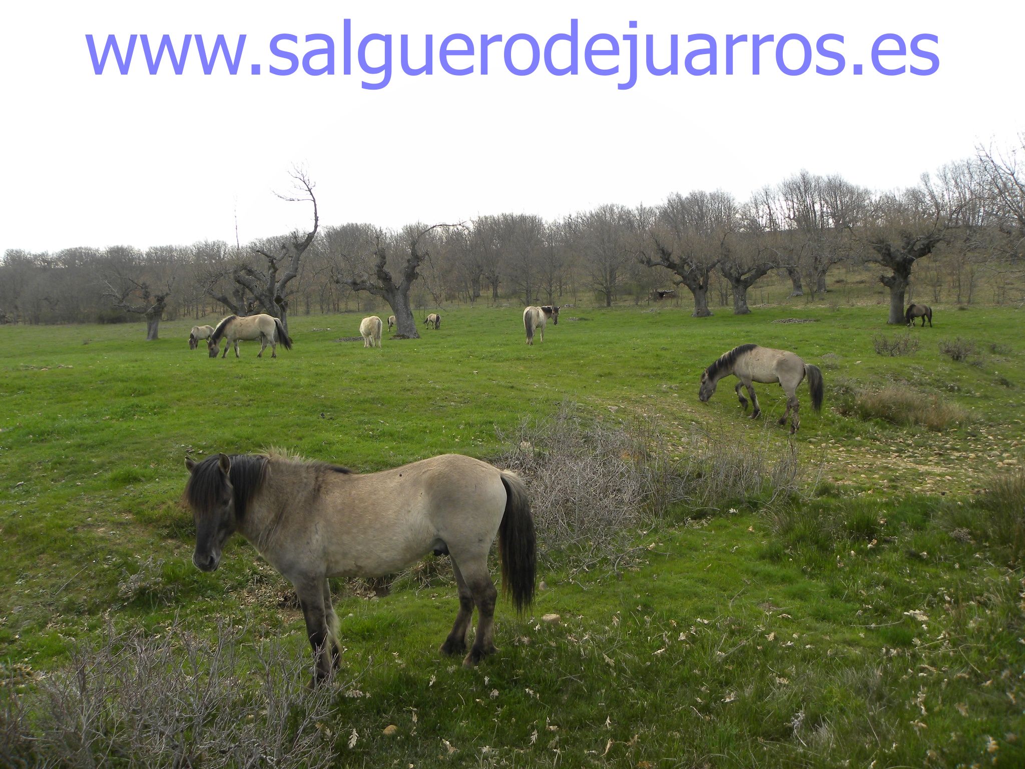 Los tarpanes en Salgüero de Juarros
