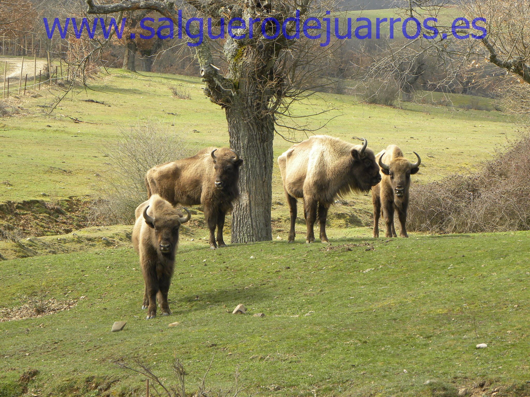 Bisontes