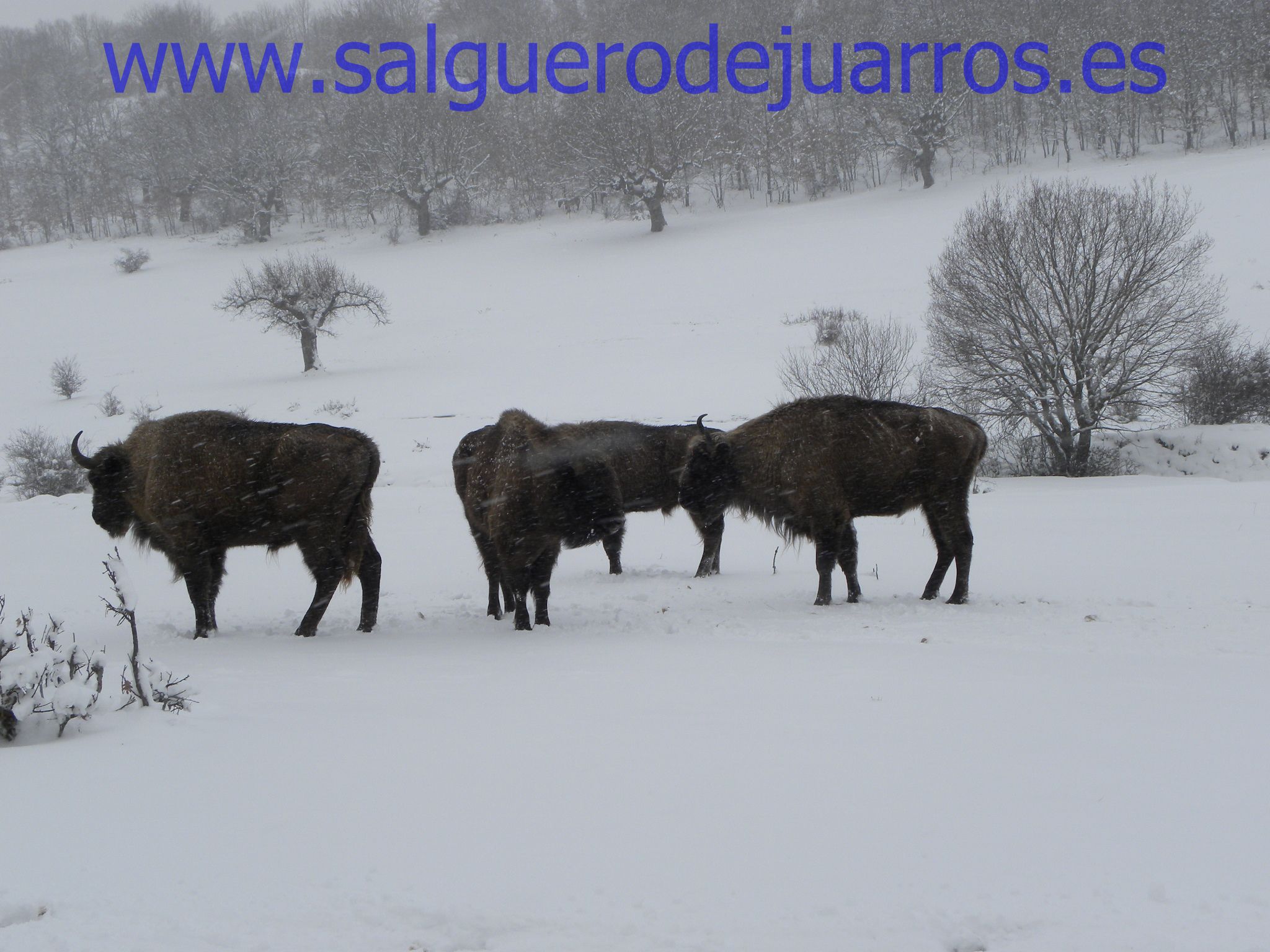 Bisontes nieve