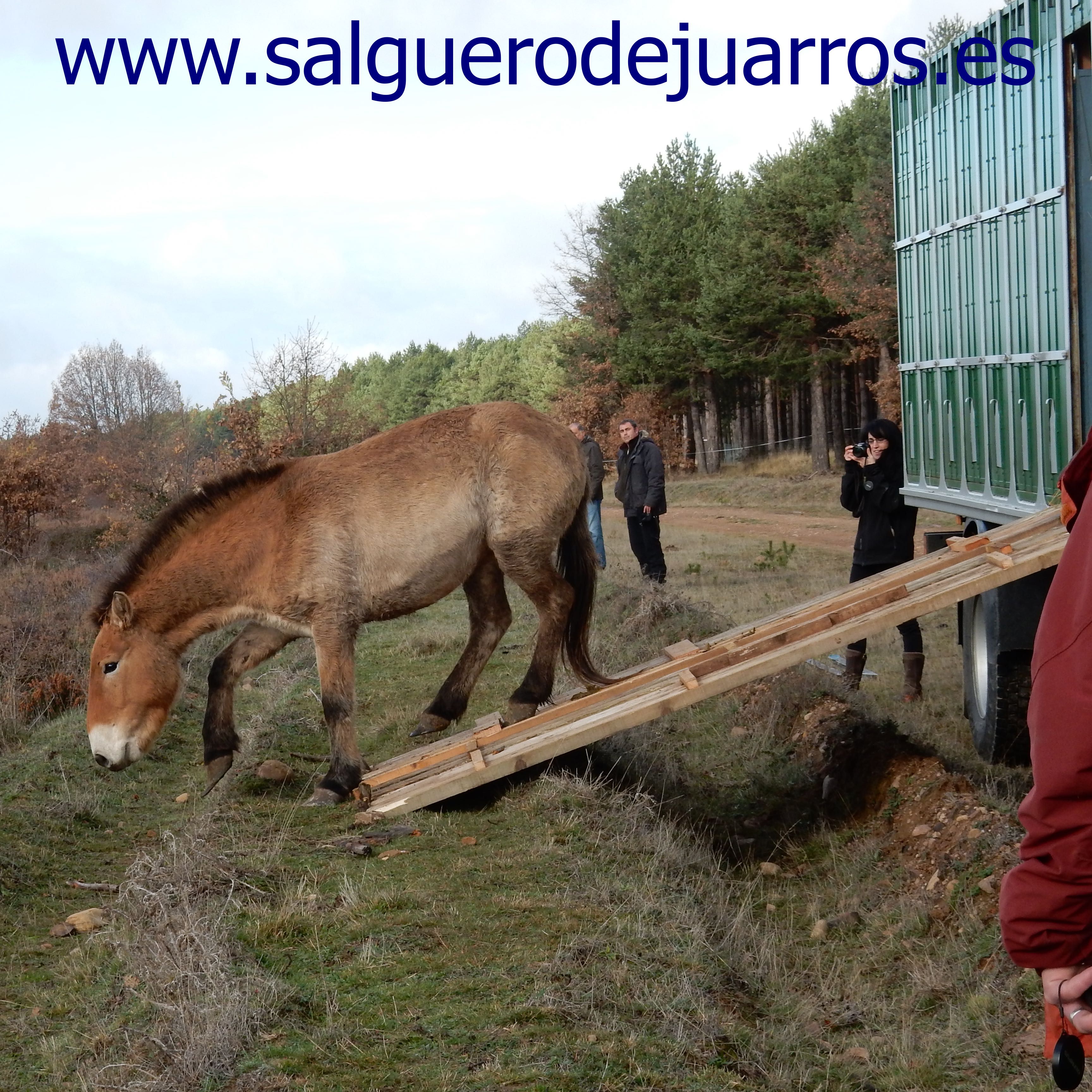 Suelta de caballos de prezewalski en Salgüero